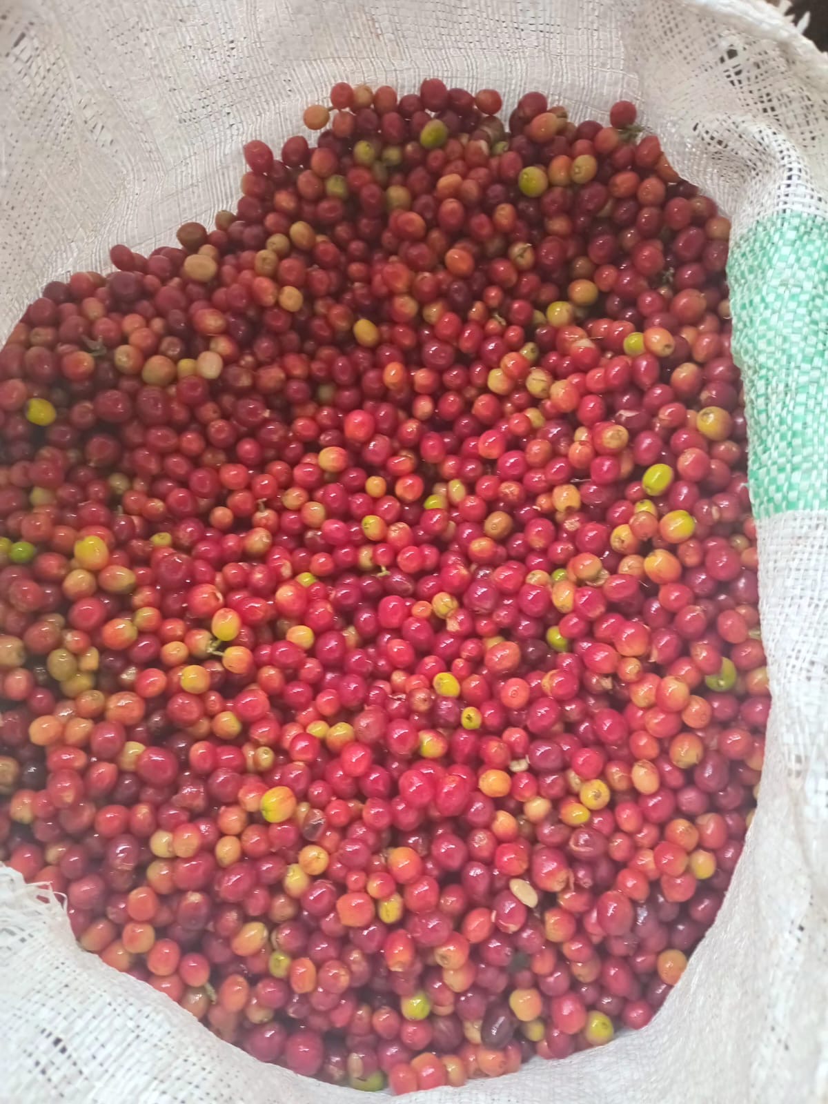 Freshly harvested offee beans
