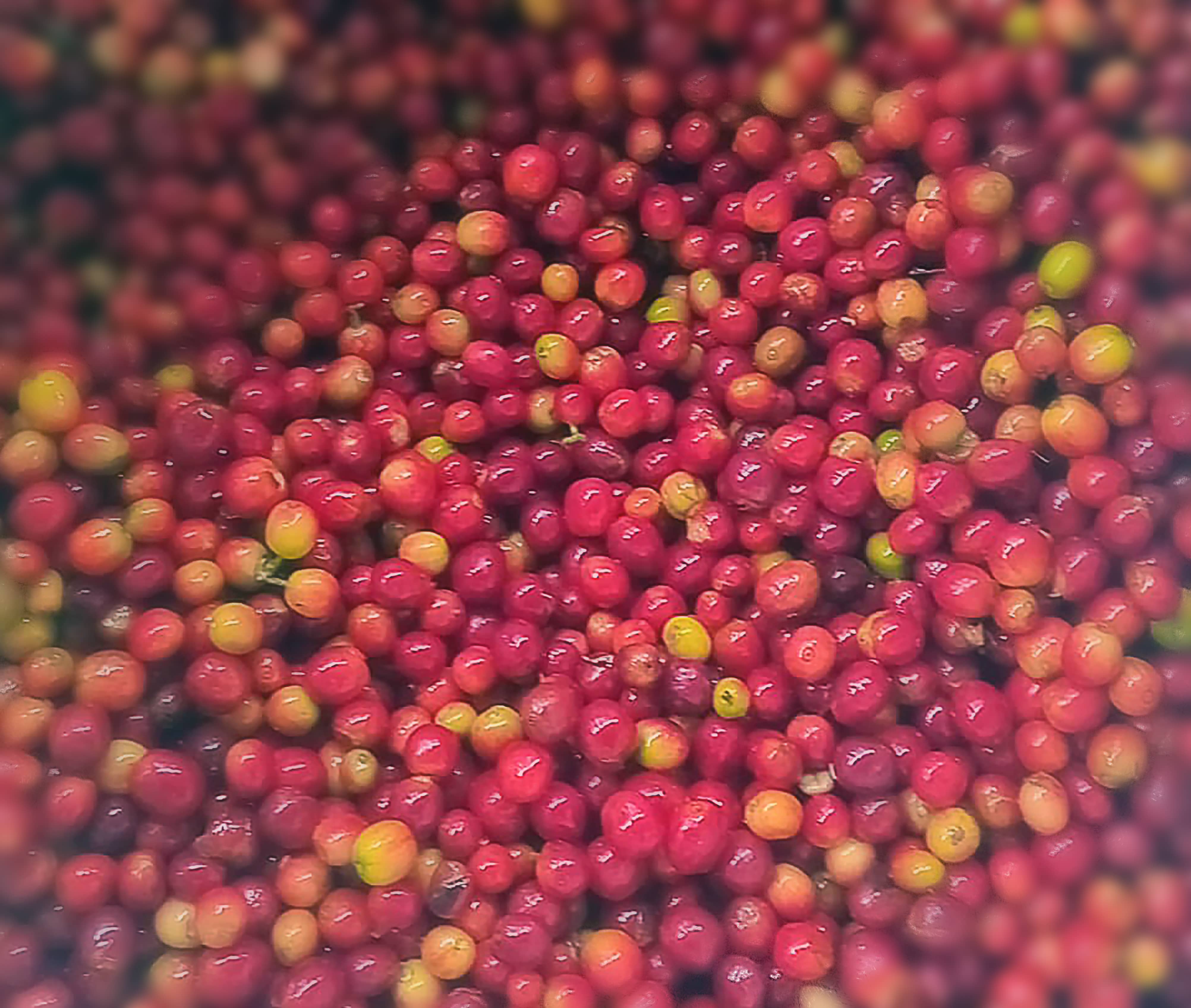 Fresh coffee cherries
