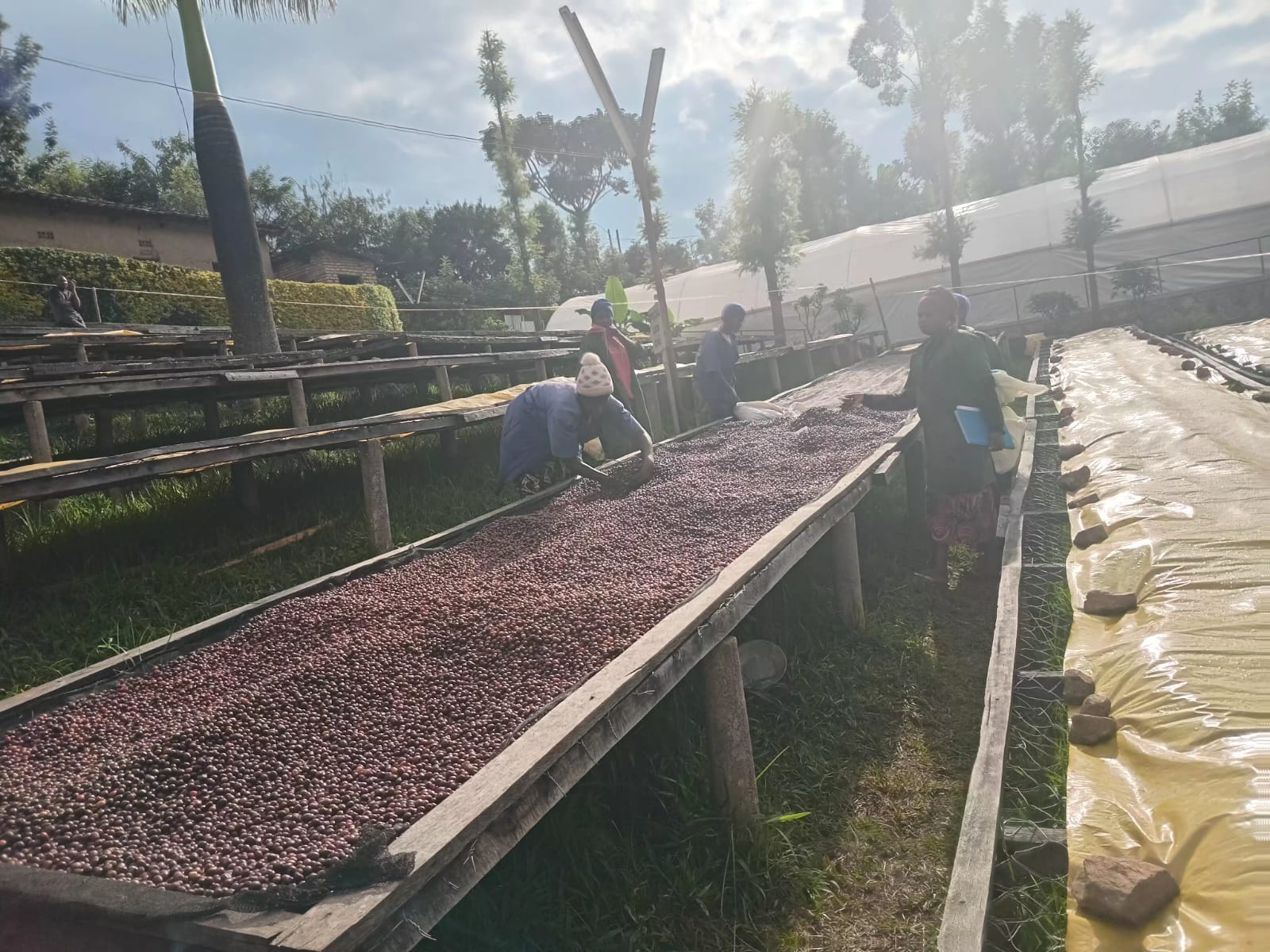 Employees inspecting coffee beans
