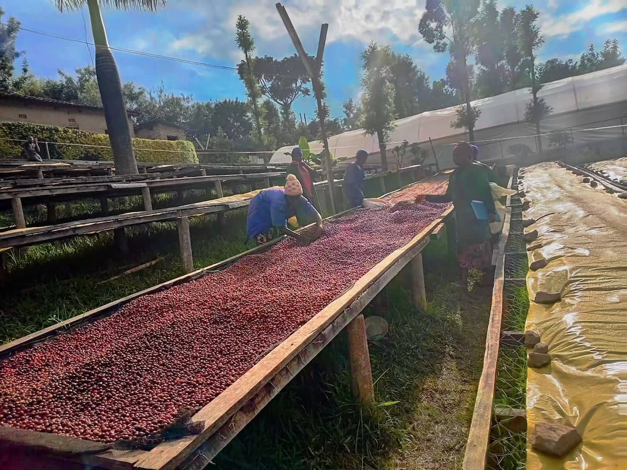 Employees inspecting coffee beans